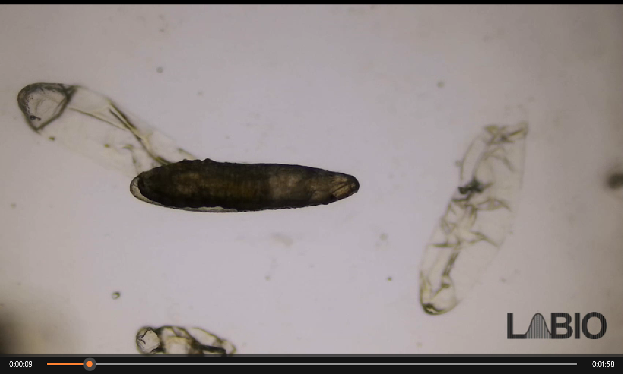 eclosion larva huevo mosca soldado negro
